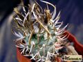 TURBINICARPUS flaviflorus TCG 13001